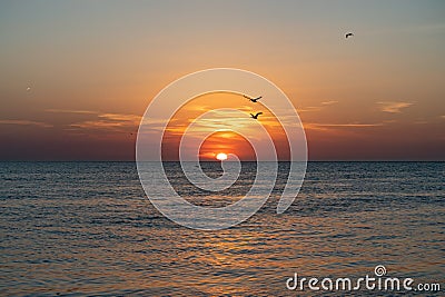 silhouettes of birds flying over the sea during sunset Stock Photo