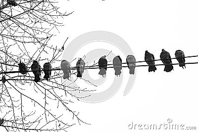 silhouettes of birds pigeons on wires against the sky, isolate, down up Stock Photo