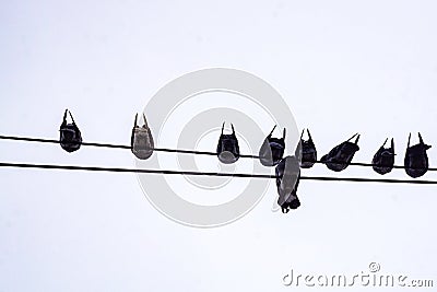 Silhouettes of birds pigeons on wires against the sky, isolate, down up Stock Photo