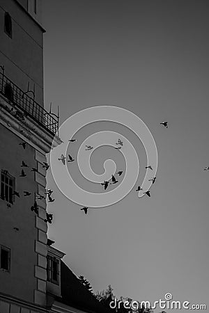 Silhouettes of birds soaring in the sky. Stock Photo