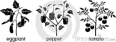 Silhouettes of different vegetable nightshade plants pepper, tomato, and eggplant with crop. General view of plant Vector Illustration