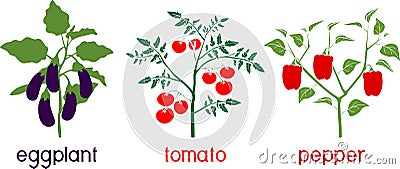 Silhouettes of different vegetable nightshade plants pepper, tomato, and eggplant with crop. General view of plant Vector Illustration