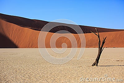 Silhouettes of dry hundred years old trees in the desert among red sand dunes. Unusual surreal alien landscape with dead Stock Photo