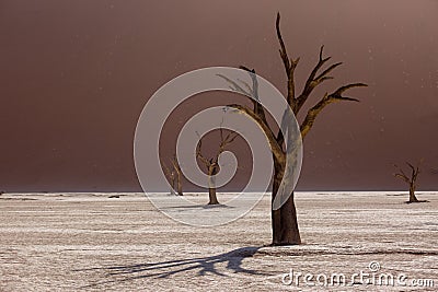 Silhouettes of dry hundred years old trees in the desert among red sand dunes and whirlwind. Unusual surreal alien Stock Photo