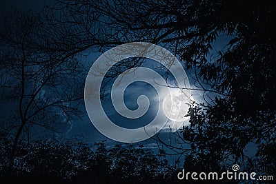 Silhouettes of dry tree against sky and beautiful super moon. Outdoor. Stock Photo