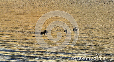 Silhouettes of duck family swimming together at a golden sunset Stock Photo