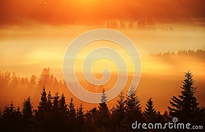 Silhouettes of fir trees in dense fog in the golden rays of the early morning in the mountains. Stock Photo