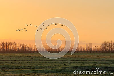 Silhouettes of a flock of gees flying at sunrise in front of the skyline of Rotterdam. Stock Photo