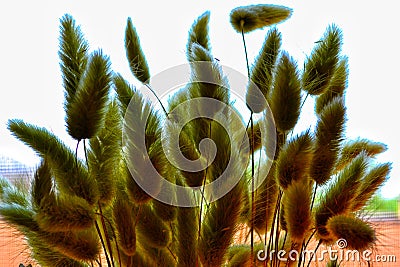 Silhouettes of fluffy green dry plants on a light Stock Photo