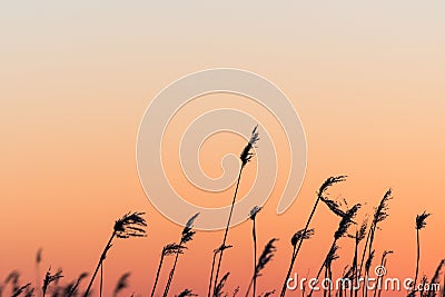 Fluffy reed flowers by sunset Stock Photo