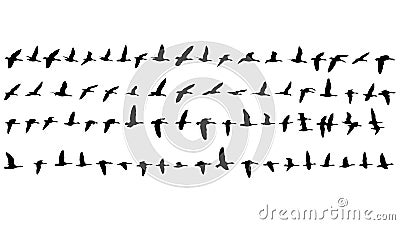 77 Silhouettes of flying Geese Stock Photo