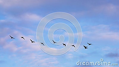 Silhouettes of geese in flight formation Stock Photo