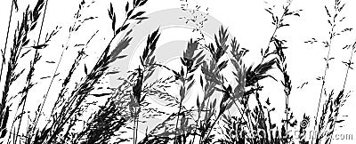 Silhouettes of grass - black shape isolated on a white Stock Photo