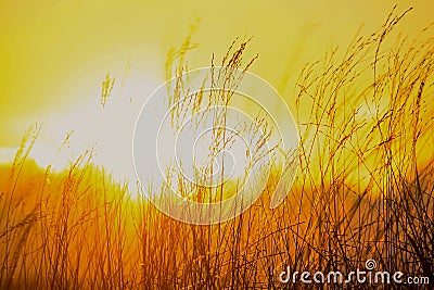 Silhouettes grass with an orange light. Stock Photo