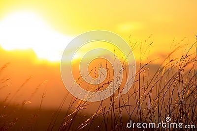 Silhouettes grass with an orange light. Stock Photo