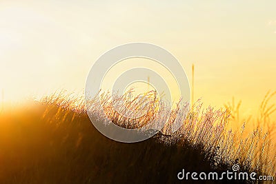 Silhouettes grass with an orange light. Stock Photo