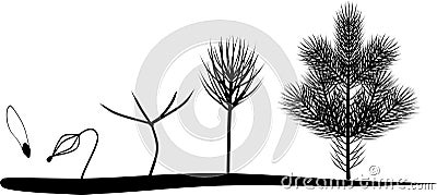 Silhouettes of growth stages of fir from seed to young tree Stock Photo