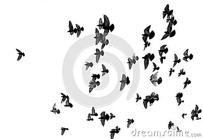Silhouettes of pigeons. Many birds flying in the sky Stock Photo