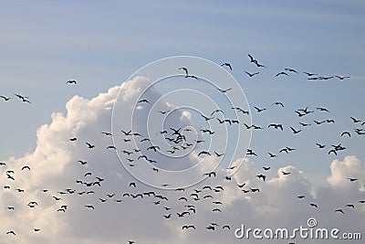 Silhouettes of pink-footed geese clouds behind Stock Photo