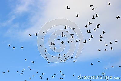 Silhouettes of pink-footed geese clouds behind Stock Photo