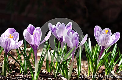 Silhouettes of purple crocuses on a dark background. Stock Photo