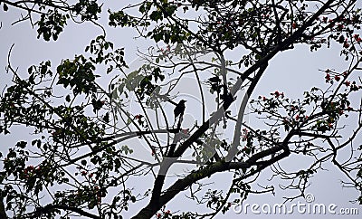 Silhouettes and Shadows of a Single Bird, Branches and Leaves of a Tree Stock Photo