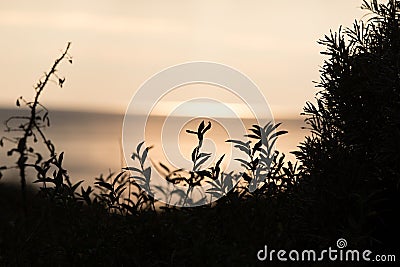 Silhouettes of some plants in the dune at sunset Stock Photo