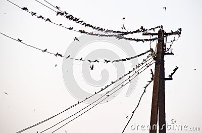 Silhouettes of swallows on wires. at sunset wire Stock Photo