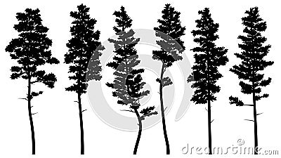 Silhouettes of tall pine trees cedar. Vector Illustration