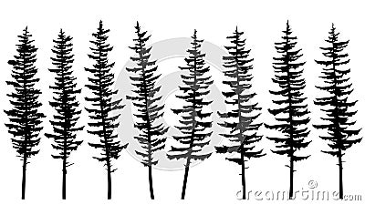 Silhouettes of tall spruce trees with rare branches. Vector Illustration