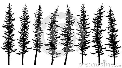 Silhouettes of tall spruce trees with rare branches. Vector Illustration