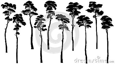 Silhouettes of tall trees with leaves pine, cedar, sequoia. Vector Illustration