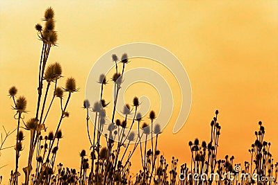 Silhouettes of teasel flowers Stock Photo