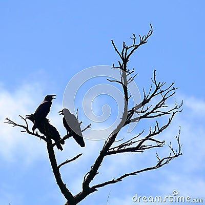 Silhouettes of three crows perched on a dead tree, Zamami, OkinawaSilhouettes of three crows perched on a dead tree Stock Photo