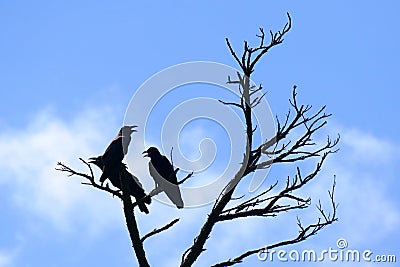 Silhouettes of three crows perched on a dead tree, Zamami, Okinawa Stock Photo