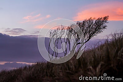 Silhouettes of threes on sunset sky background, abstract natural Stock Photo