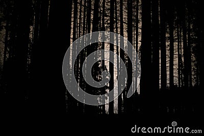 Silhouettes of tree trunks in evening. At night in woods Stock Photo