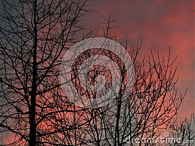 Silhouettes of trees, bare of leaves, undressed by winter`s winds. winters winds. Stock Photo
