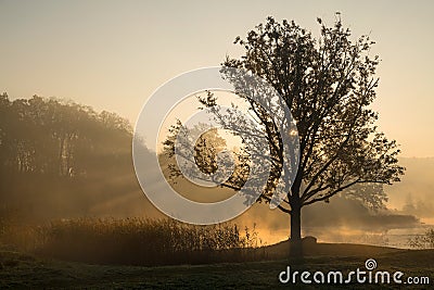 Silhouettes of trees on a misty foggy morning with sun rays coming through the tree branches on the lake shore in Europe. Stock Photo