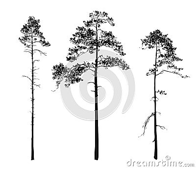 Silhouettes of trees. pine Vector Illustration