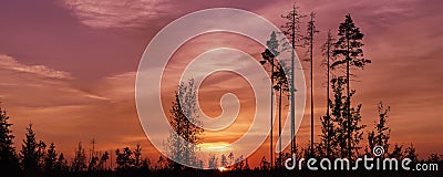 Silhouettes of trees and the setting sun over the marsh panoramic view Stock Photo