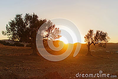 Silhouettes of trees at sunset.Rural landscape. Stock Photo