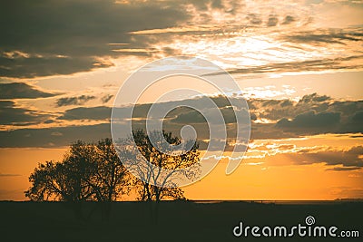 Silhouettes of trees at sunset. Withered tree against the backdrop of the sun. Stock Photo