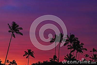 Silhouettes of tropic palms against the sky on sunset or sunrise Stock Photo