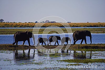 Silhouettes of walking elephant family Stock Photo