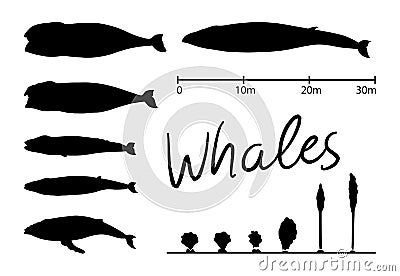 Silhouettes of whale,blue whale isolated black and white vector Vector Illustration