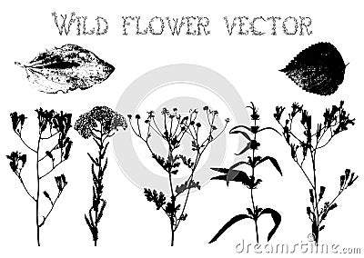 Silhouettes of wild flowers and leaves vector Vector Illustration