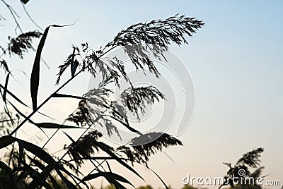 Silhouettes of the wild plants Stock Photo