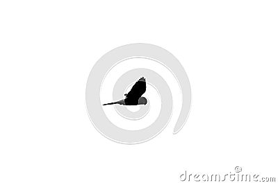 Silhouette monochrome image of common kestrel Falco tinnunculus in flight Stock Photo