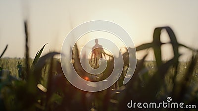Silhuette man standing wheal field on sunset. Close up ears growing farmland. Stock Photo